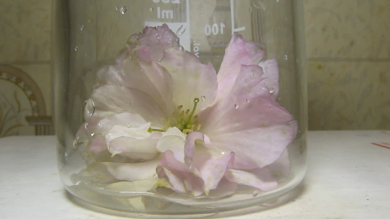 Sakura, ammonia and acetic acid